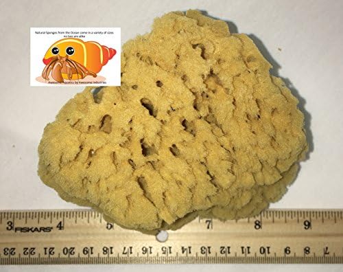 Натурална морска гъба Страхотно Aquatics 5-6 Невероятно възобновяем природен ресурс, Създаващ в домашни условия-добри усещане за вана и душ Artist Sponge